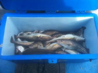 3 lb Cod by Bough beech boys catch
