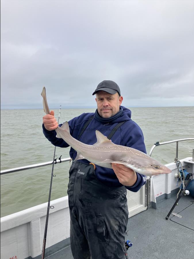 10 oz Starry Smooth-hound by jim