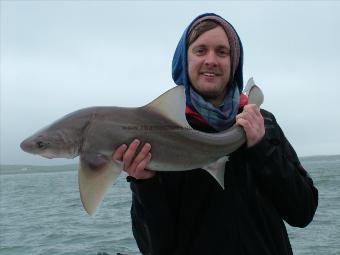 13 lb Starry Smooth-hound by Darren