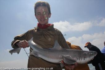 8 lb Starry Smooth-hound by Dafydd