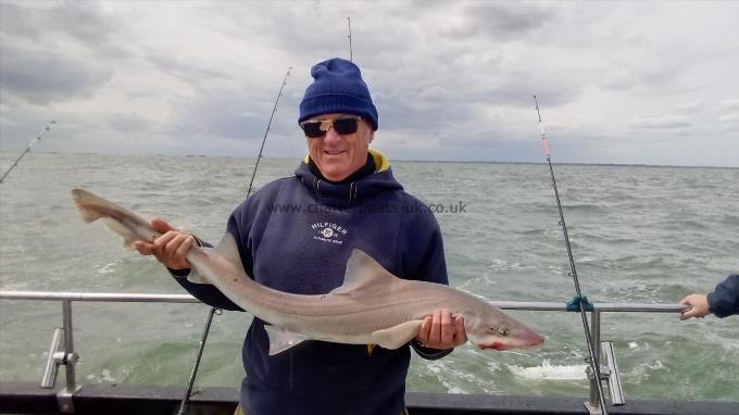 2 oz Smooth-hound by Unknown