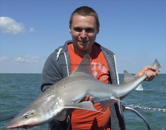 10 lb 11 oz Smooth-hound (Common) by Unknown