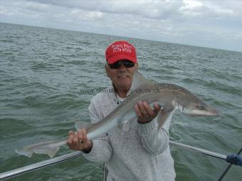 10 lb Starry Smooth-hound by harry
