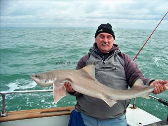 20 lb 7 oz Smooth-hound (Common) by steve page