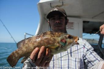 2 lb Ballan Wrasse by Carl