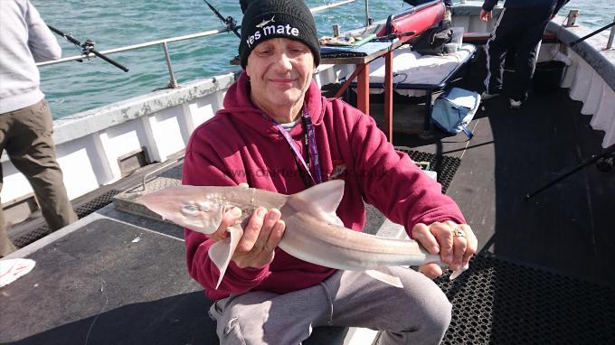 6 lb 4 oz Smooth-hound by Colin from medway