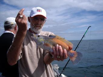 2 lb 9 oz Cuckoo Wrasse by Alan Collier