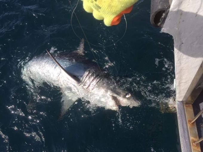 200 lb Porbeagle by Pete