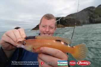 1 lb Cuckoo Wrasse by David