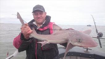 5 lb 8 oz Starry Smooth-hound by Jay from Kent