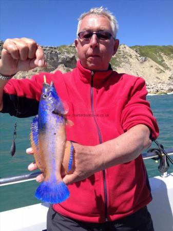 1 lb 8 oz Cuckoo Wrasse by Moose