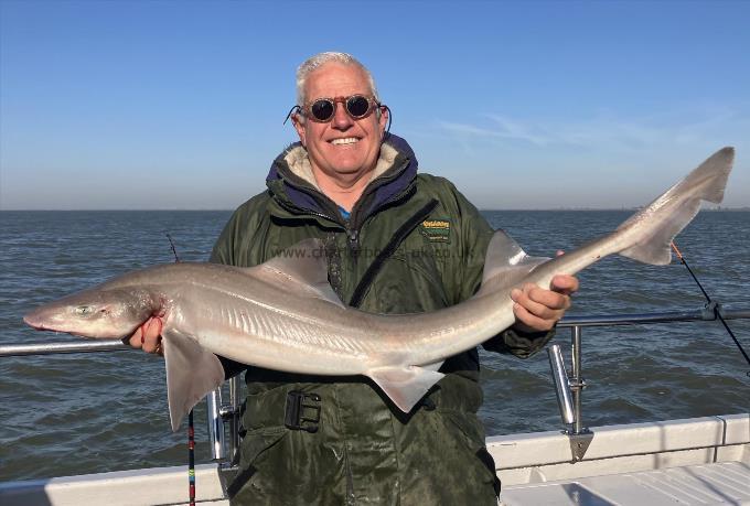 16 lb Smooth-hound by graham