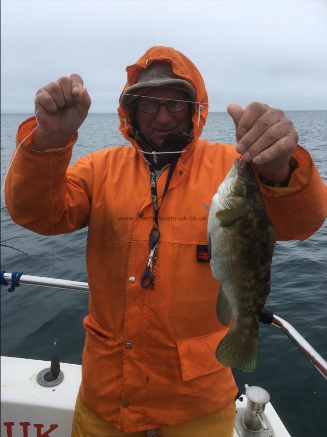 2 lb 14 oz Ballan Wrasse by Unknown