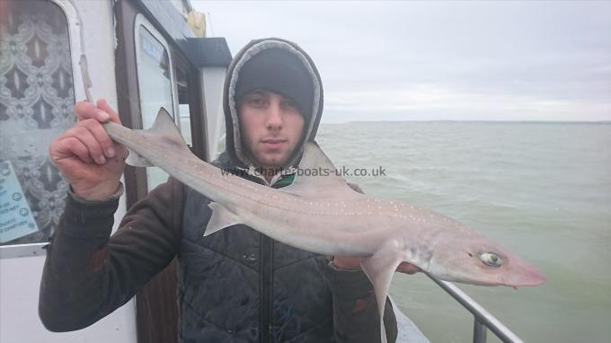 6 lb 8 oz Smooth-hound by Dan from Kent