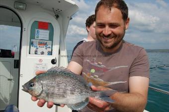 2 lb Black Sea Bream by Unknown