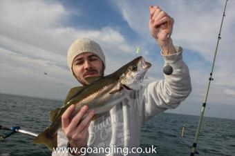 2 lb Pollock by Marc