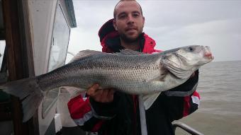 12 lb Bass by simmo from Sittingbourne
