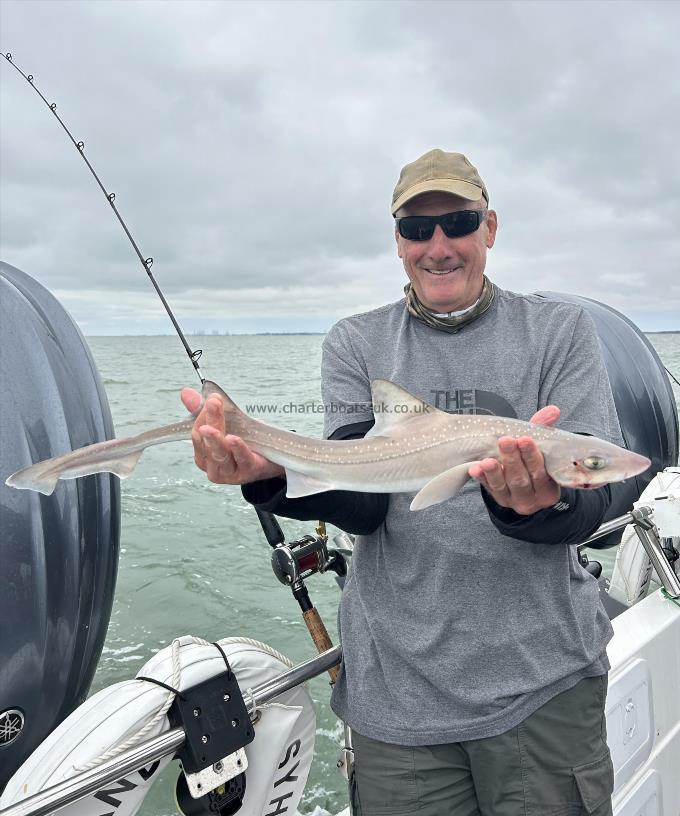 6 lb Starry Smooth-hound by Ron