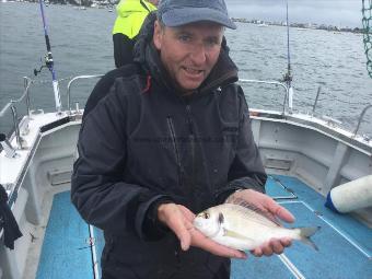 1 lb Gilt-head Sea Bream by Richard Widdecombe