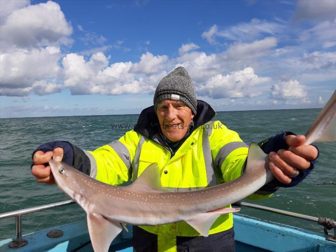 6 lb Smooth-hound (Common) by Pat