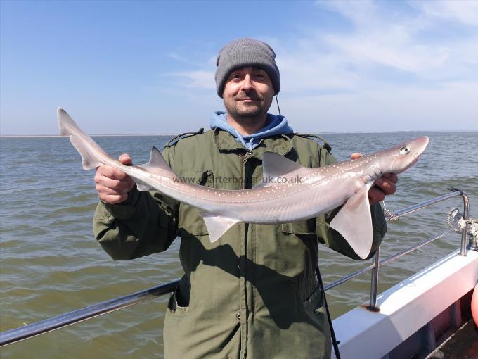 5 lb Starry Smooth-hound by Bob Marshall