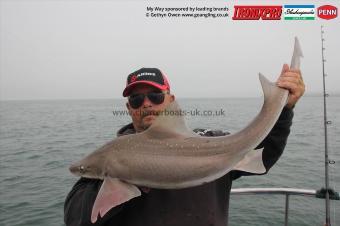 16 lb Starry Smooth-hound by Brooksy