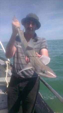 4 lb Starry Smooth-hound by phil