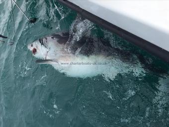 460 lb Porbeagle by Shaun