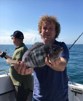 3 lb 1 oz Black Sea Bream by Unknown