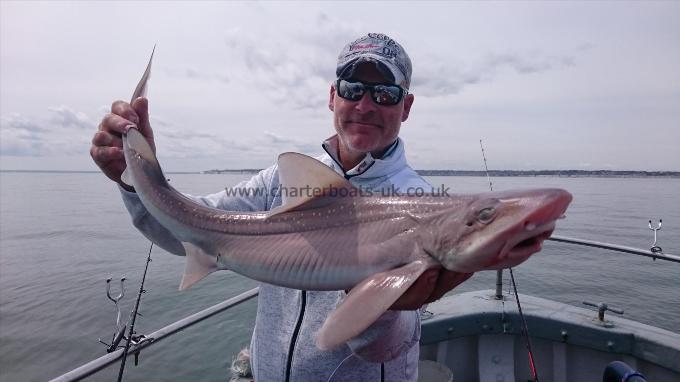 10 lb 2 oz Starry Smooth-hound by Phil from Southend