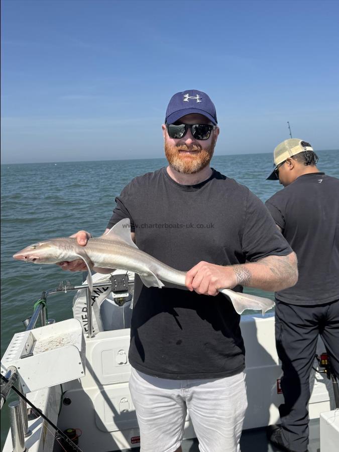 4 lb Starry Smooth-hound by Damon