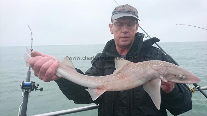 3 lb 3 oz Starry Smooth-hound by Colin from medway