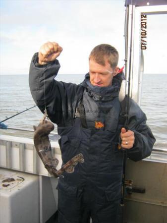 2 lb Lesser Spotted Dogfish by Unknown