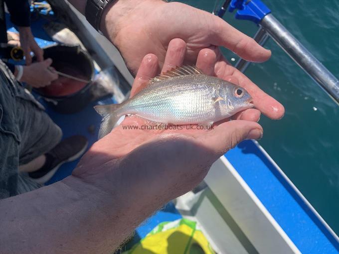 4 oz Red Sea Bream by Unknown