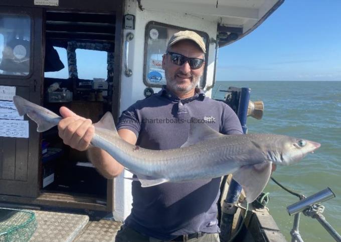 7 lb Smooth-hound by Unknown