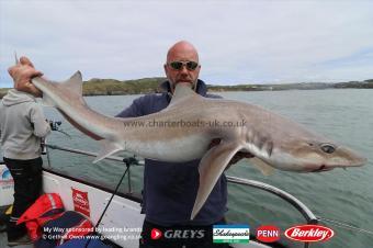 20 lb Starry Smooth-hound by Jeffers