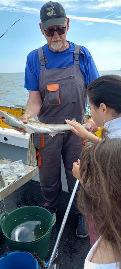 4 lb Smooth-hound by Unknown