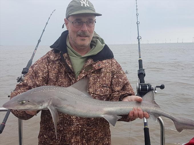 5 lb Starry Smooth-hound by Martin