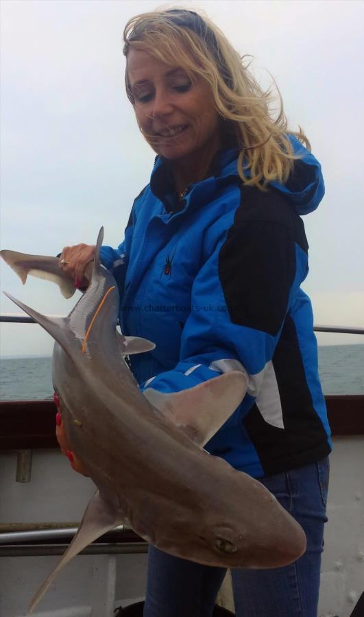 12 lb Starry Smooth-hound by Sarah