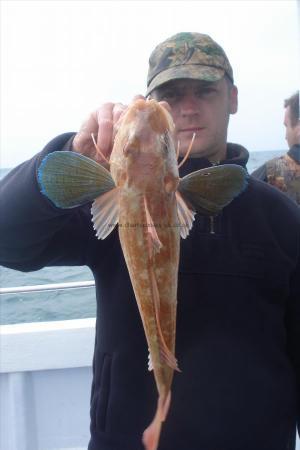 2 lb Tub Gurnard by Tim