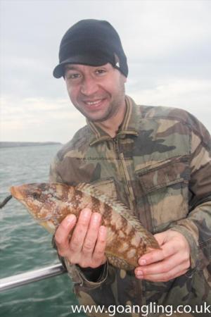 2 lb Ballan Wrasse by Jack