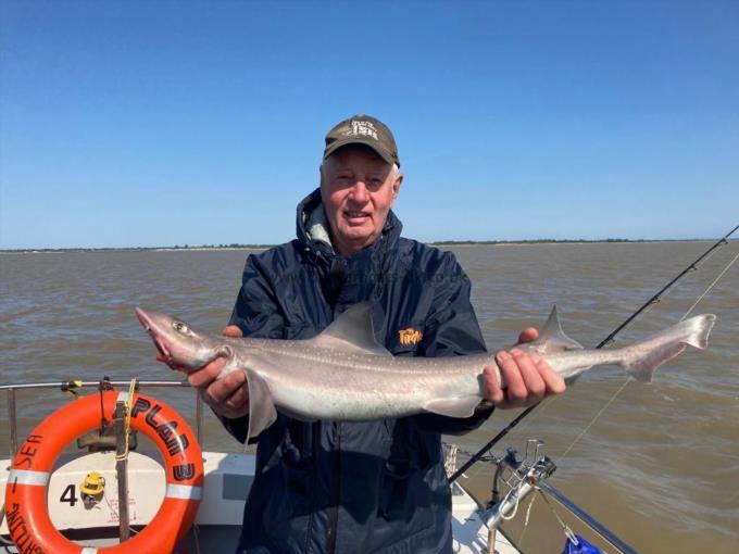 8 lb Smooth-hound (Common) by Bob Bartel