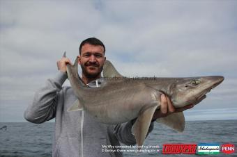 14 lb Starry Smooth-hound by Dave
