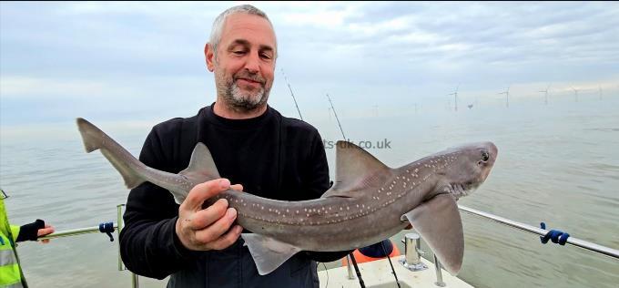 5 lb 8 oz Smooth-hound by Billy
