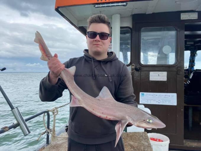 6 lb Smooth-hound by Unknown