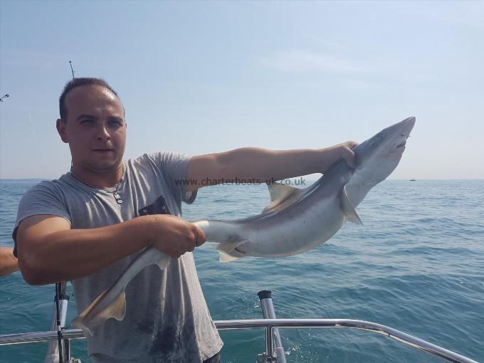 13 lb Smooth-hound (Common) by Unknown