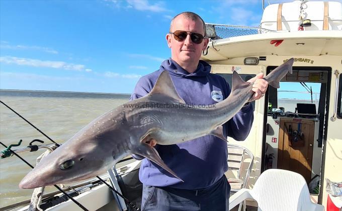 15 lb 1 oz Starry Smooth-hound by Steve