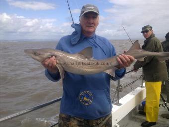 14 lb Starry Smooth-hound by earnie catherall, waltham abbey sac