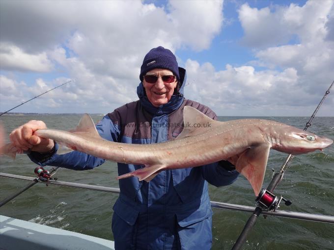 9 lb Starry Smooth-hound by Roger