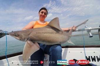 20 lb Starry Smooth-hound by Zukia